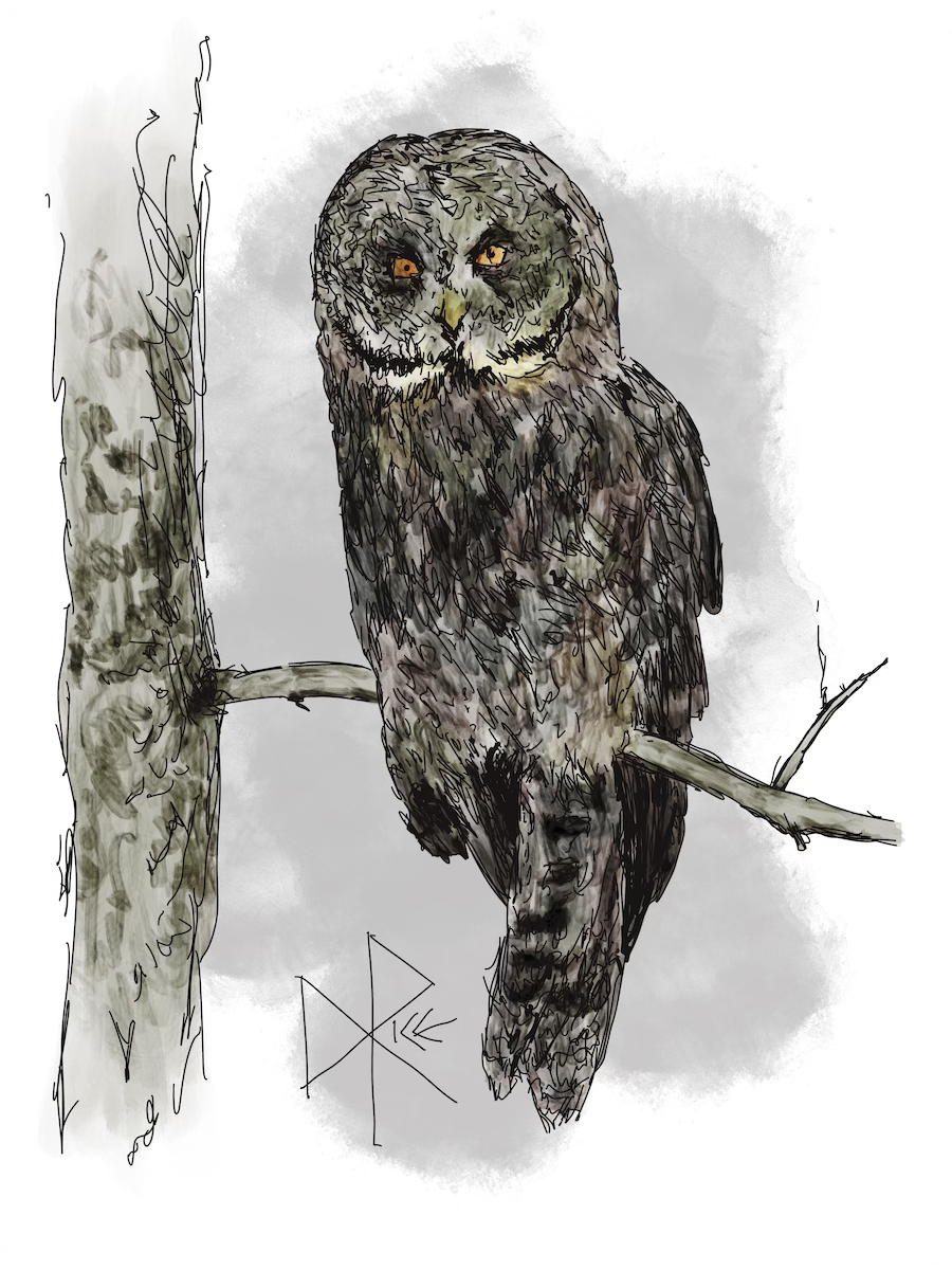 A great grey owl sits on a branch, looking directly at the viewer. Sketch art by Don Rice.