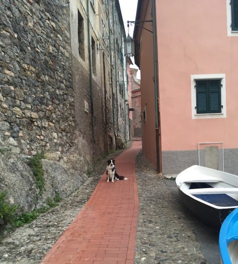 smart dog waiting for me in tellaro smart dog waiting for me in tellaro