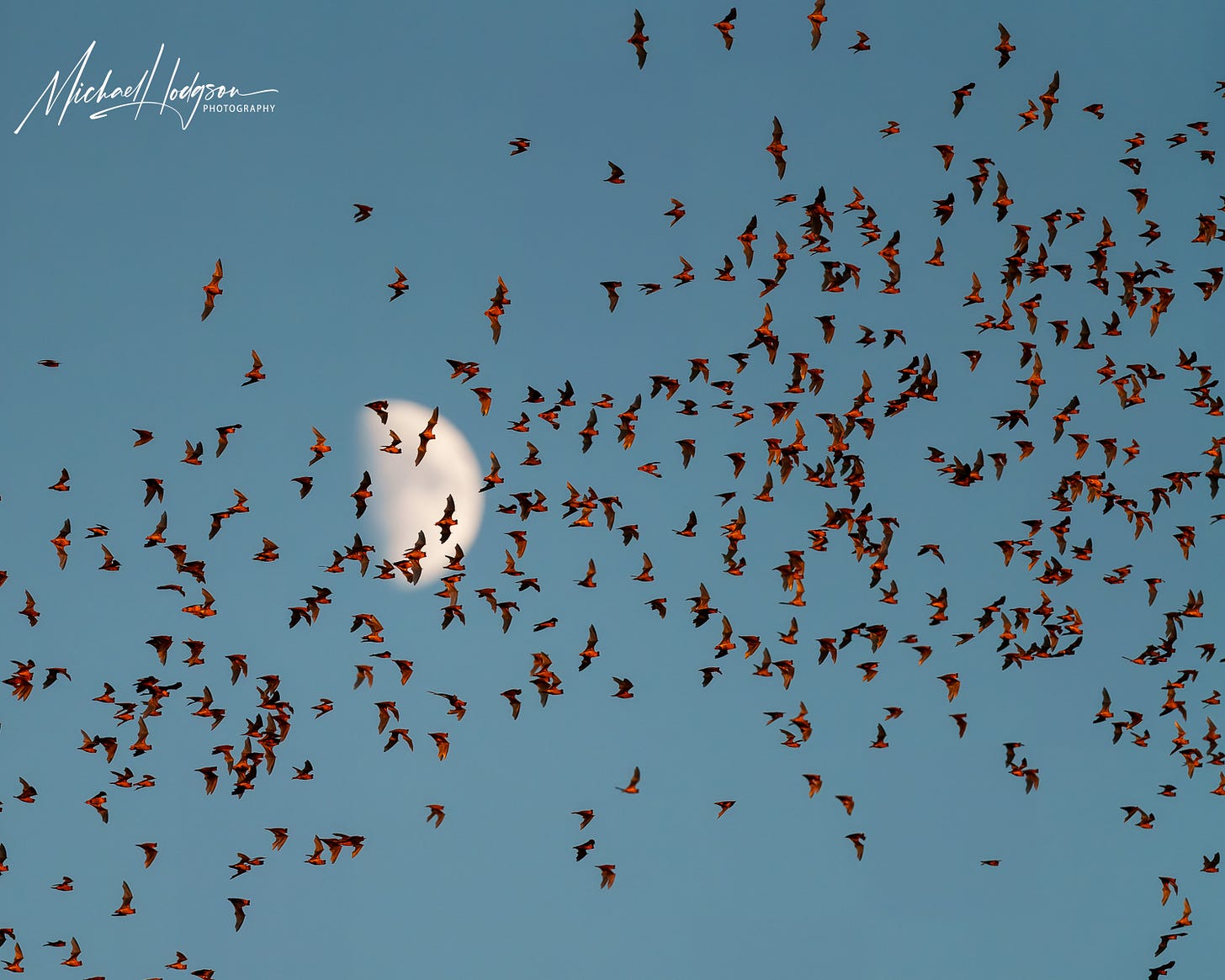 Mexican free-tail bats flying in front of a moon with wings illuminated by the setting sun. Mexican free-tail bats flying in front of a moon with wings illuminated by the setting sun.
