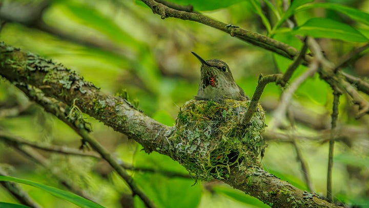 Three Anna's Hummingbird mommas and their nests visited over the past few days.