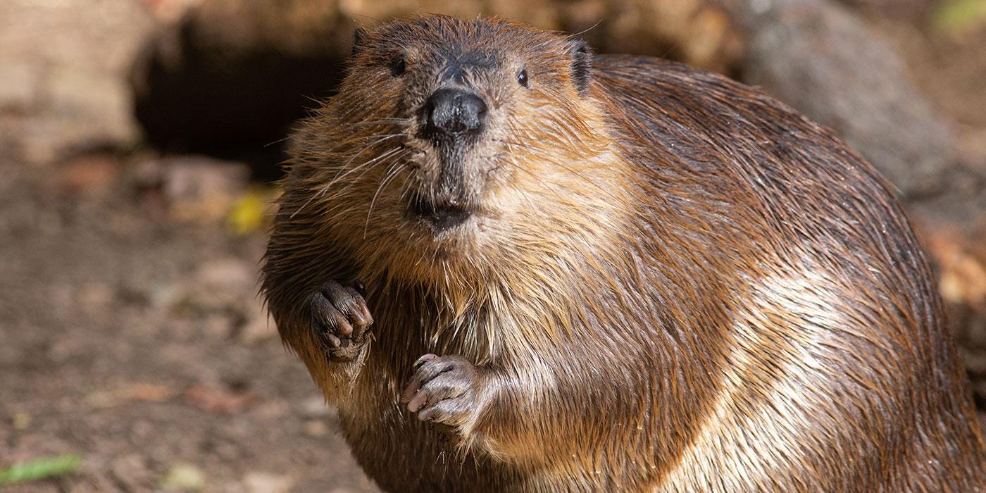 Beaver | Smithsonian's National Zoo and Conservation Biology ...