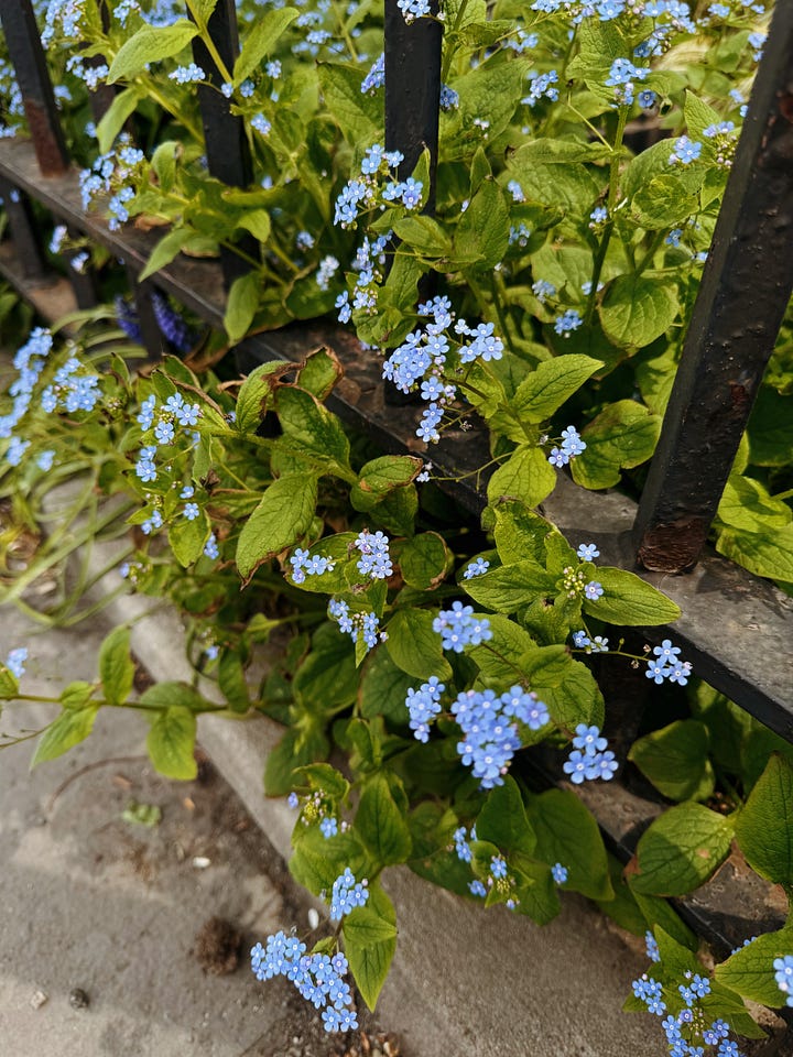 Pink flowers in blossom, a typical brooklyn building, a treee in bloom against the Brooklyn Bridge, Blue blossoms behind a gate