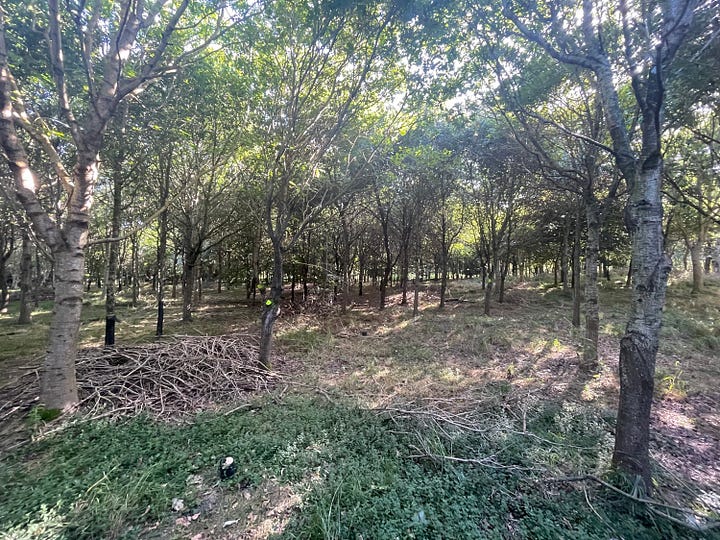 An area before thinning and after