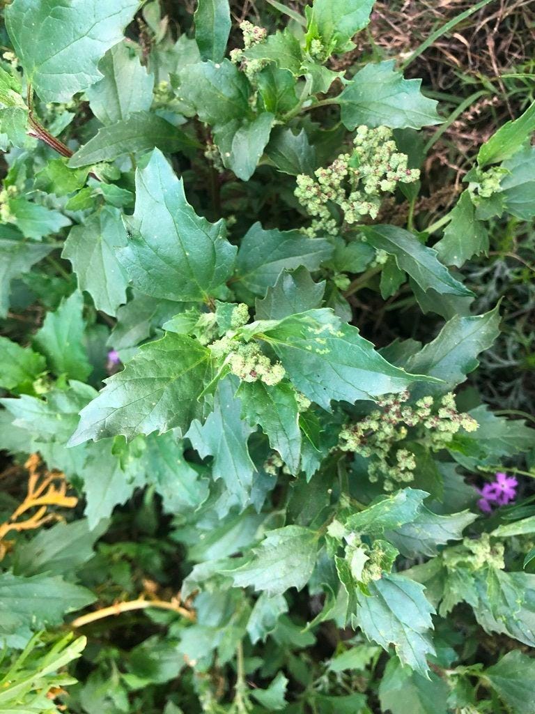 Chenopodium murale [plant - ATLAS - M. Bennett, 2022].jpeg