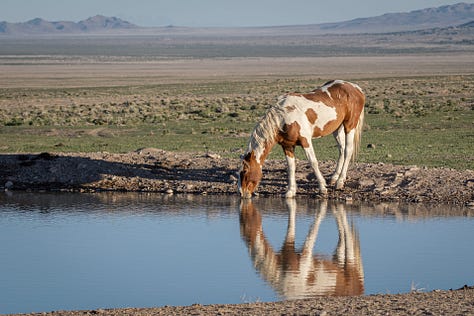 Wild Horses Arizona