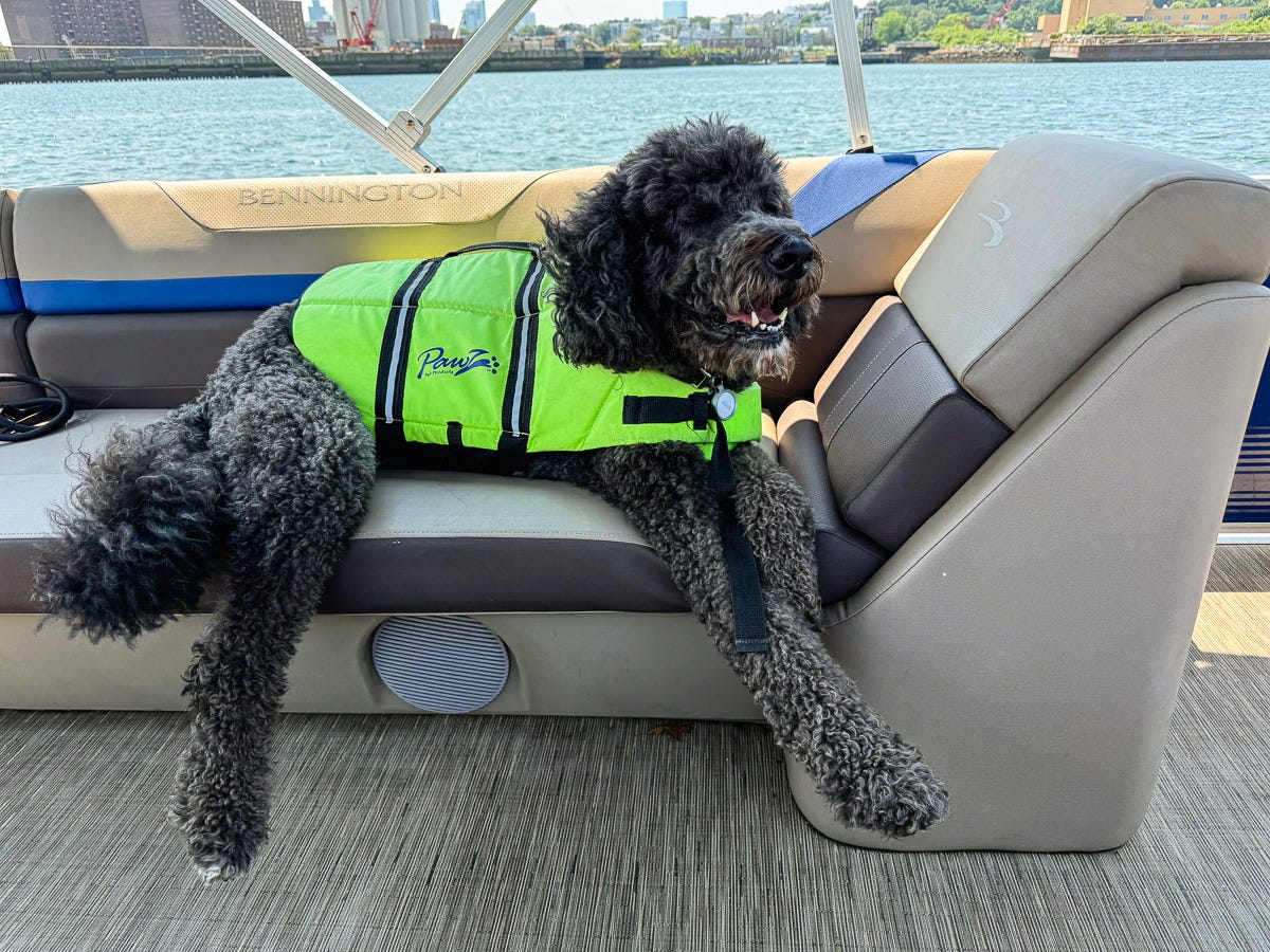 Black Golden Doodle in neon life jacket lounging on boat seat with water and city in background Black Golden Doodle in neon life jacket lounging on boat seat with water and city in background