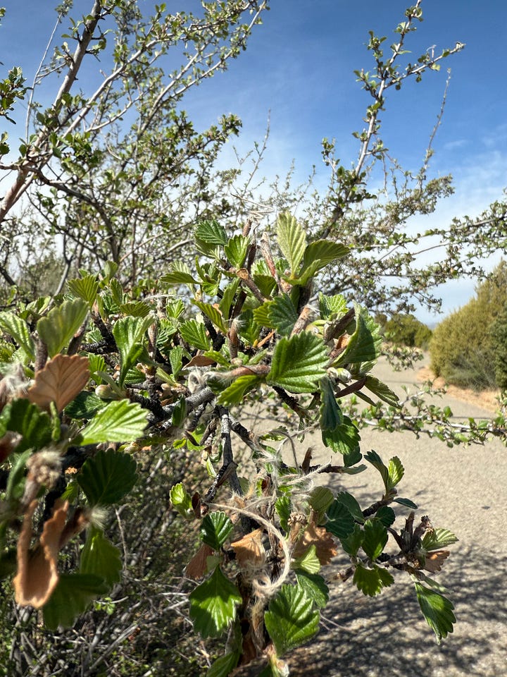Locoweed, Perky Sue, mountain mahogany, and weeping crabtree in bloom this last week.