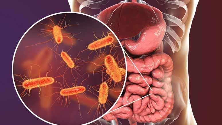 artificial sweeteners toxic to gut bacteria