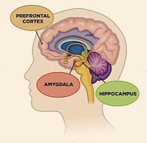 The Hippocampus. Your brain's memory storage command… | by Lauren  Spigelmyer | Medium