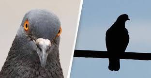 Kamikaze Pigeons Are Being Trained To Prevent Terrorist Attacks - UNILAD