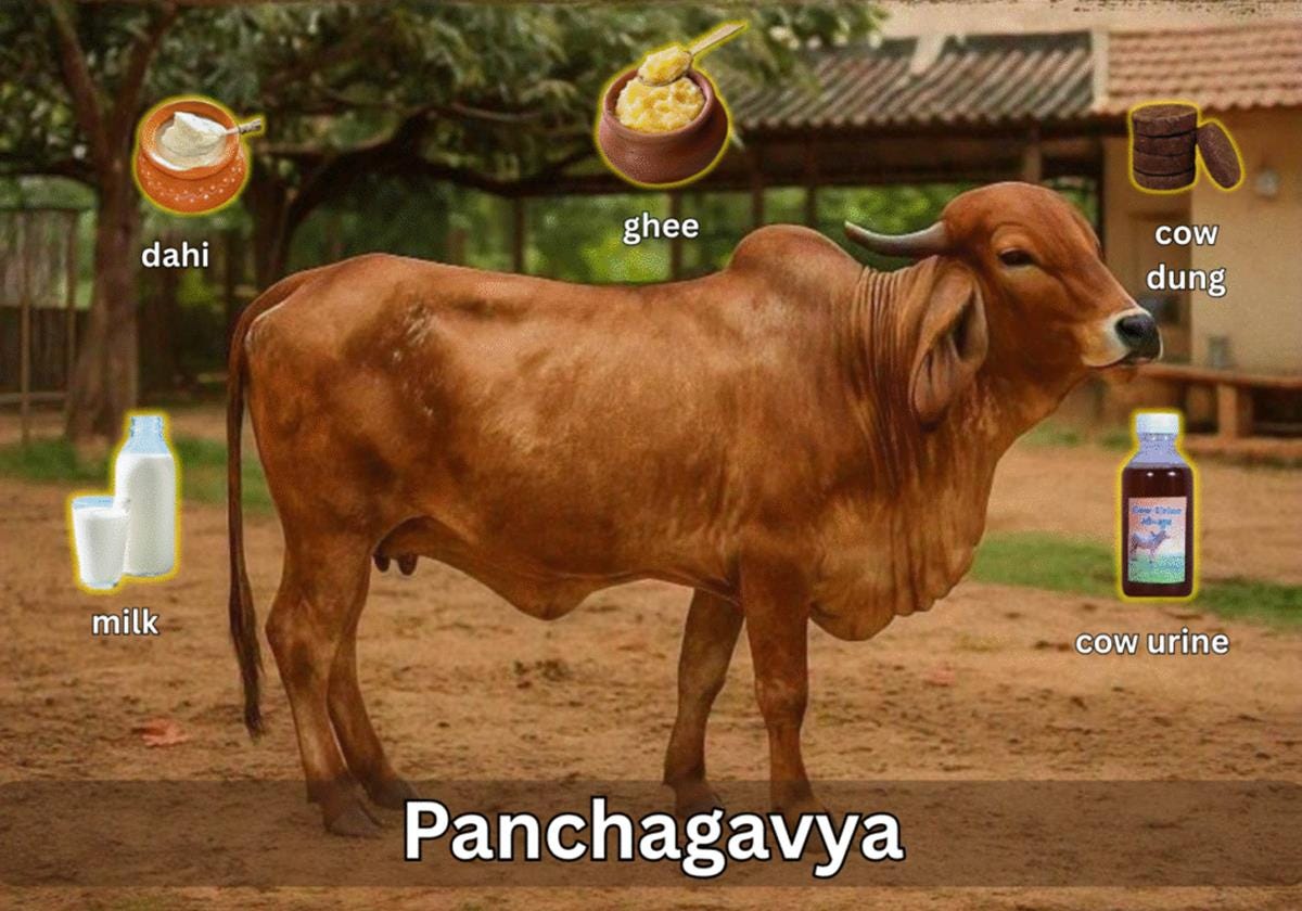 A brown cow with horns standing in dirt

AI-generated content may be incorrect.