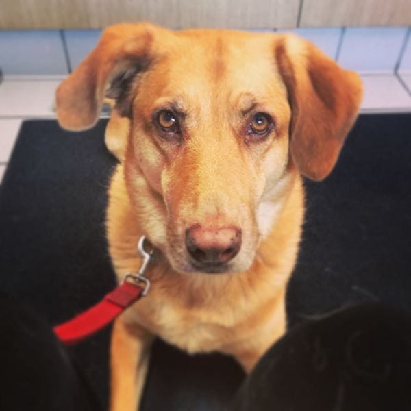 Sidney, who belongs to loyal subscriber Abby, is magical. #sundaysaresiddays Sidney, who belongs to loyal subscriber Abby, is magical. #sundaysaresiddays