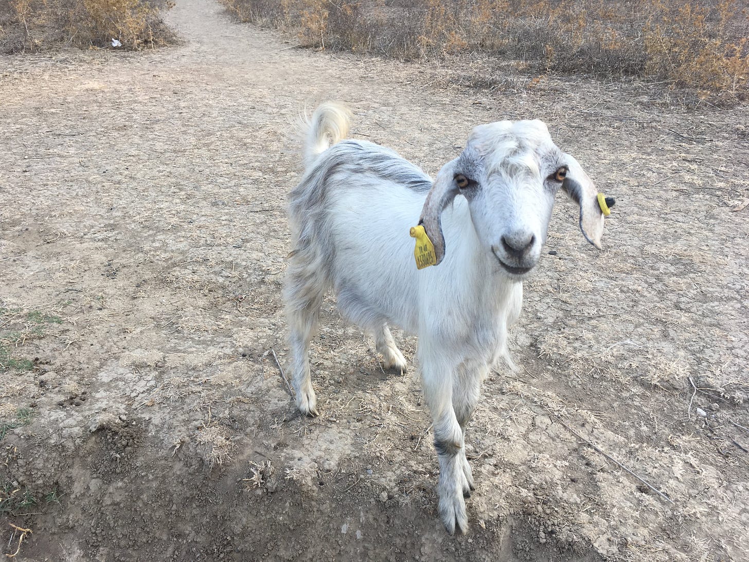 A white goat looks at the camera. A white goat looks at the camera.