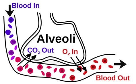 Respiratory - Anatomy and Physiology