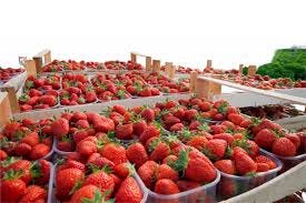 About us - Fragaria