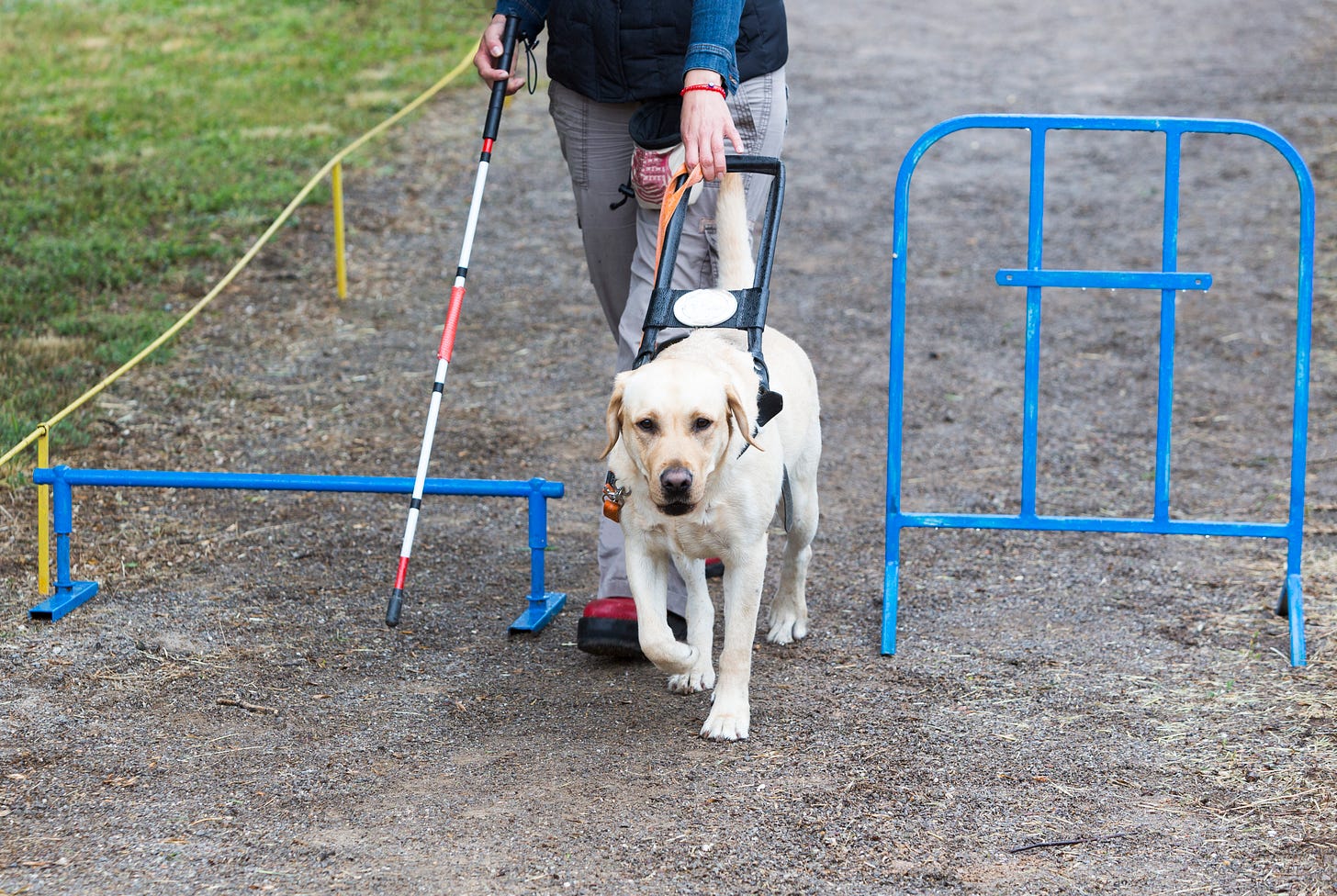 Believe it or not, innovative robots are now being explored as a vegan alternative to seeing-eye guide dogs for the blind, offering a high-tech, compassionate solution that enhances independence and accessibility. Believe it or not, innovative robots are now being explored as a vegan alternative to seeing-eye guide dogs for the blind, offering a high-tech, compassionate solution that enhances independence and accessibility.