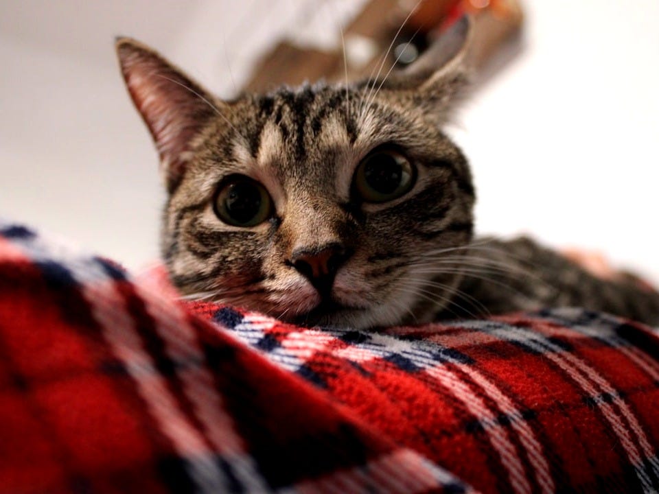 a cat laying on top of a plaid blanket a cat laying on top of a plaid blanket
