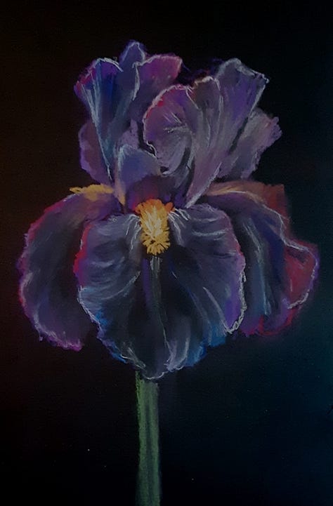 L-r, a white iris with purple stripes, a purple iris, a close up of a white iris looking down inside