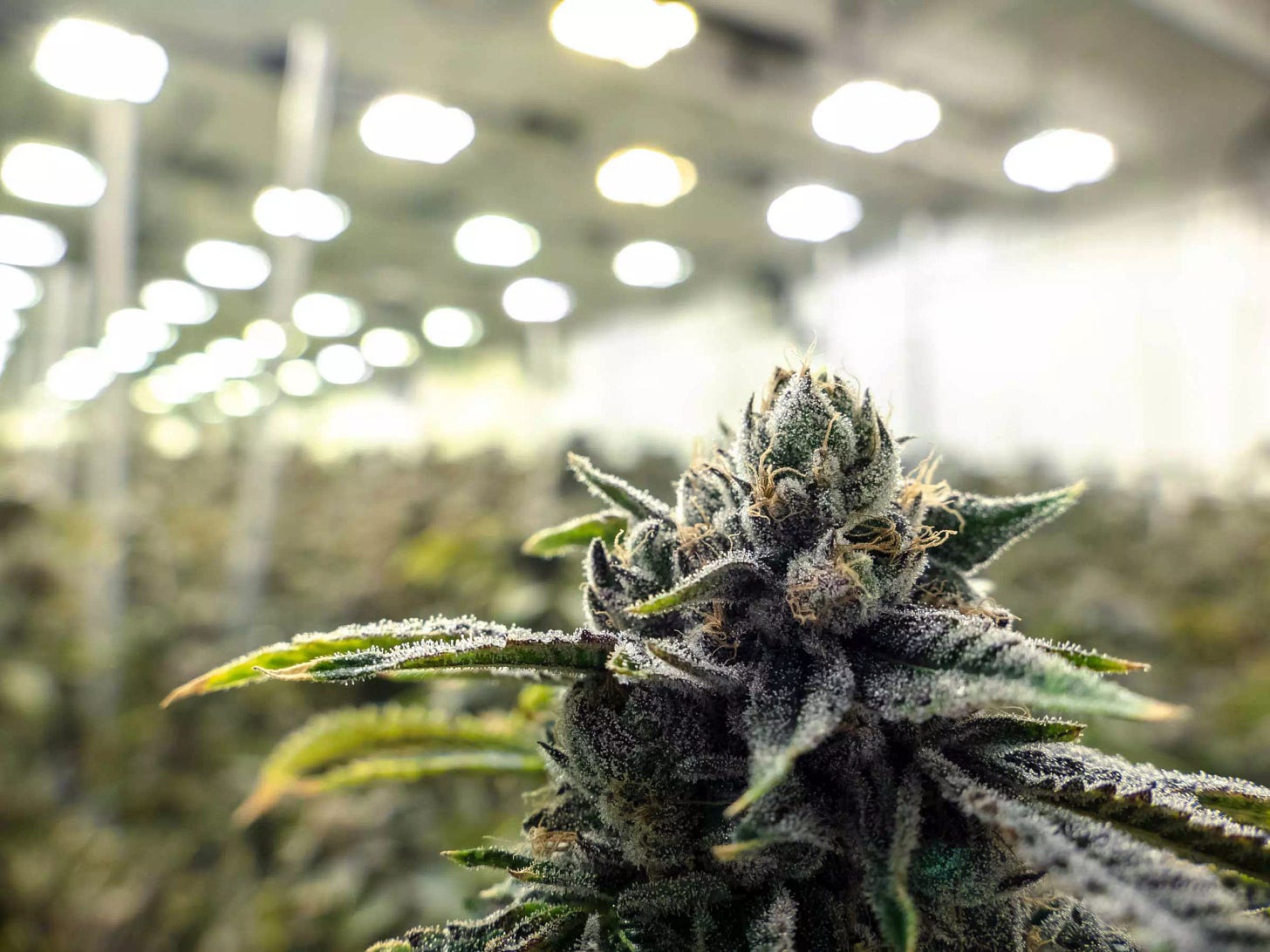 Indigrow • Exploring the Benefits of Small-Batch Craft Cannabis
