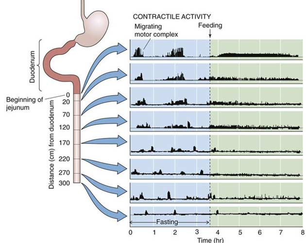 contractile activity contractile activity