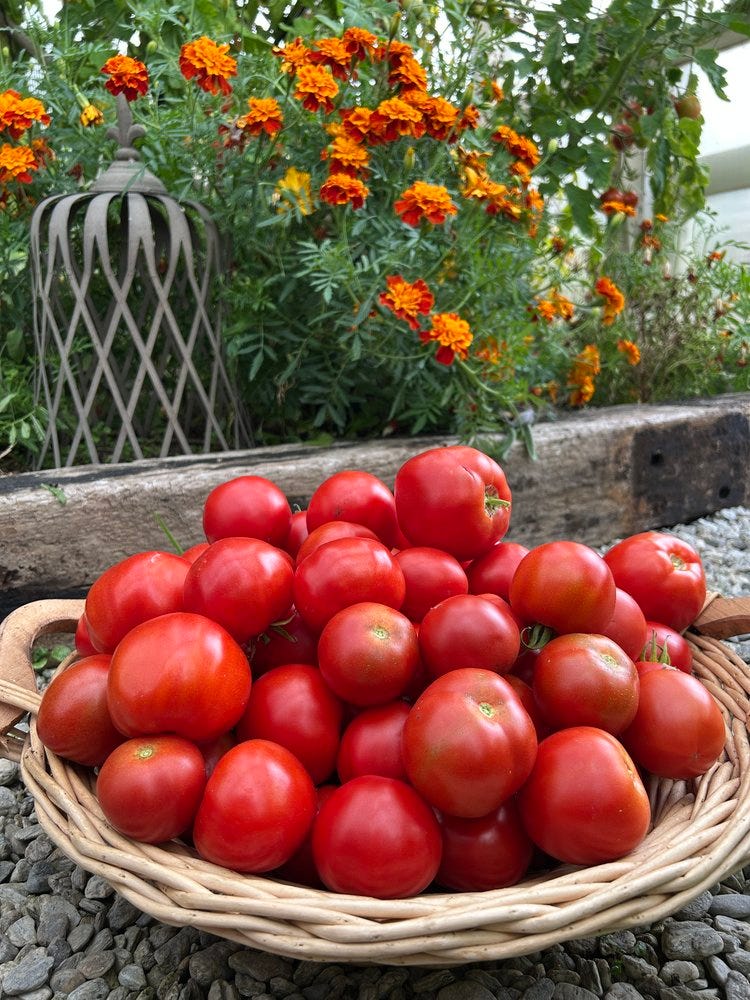 tomatoes.JPG tomatoes.JPG