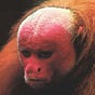 A. Divanyan's avatar
