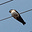 Avatar de Aquavyz
