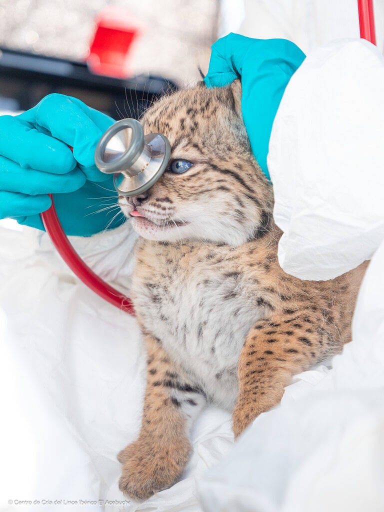 primer plano de un cachorro de lince ibérico mientras un humano lo ausculta