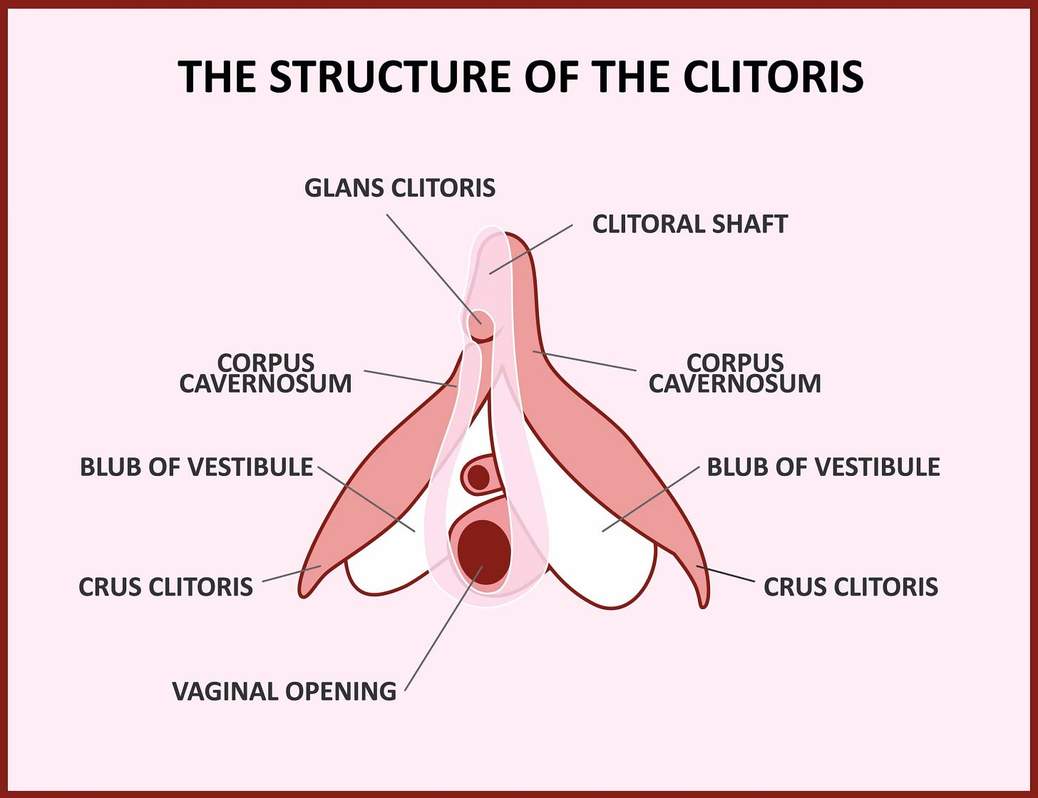 Clitoris anatomy 