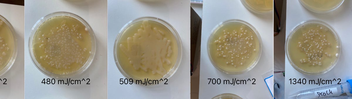 Blasting Yeast With UV Light. 