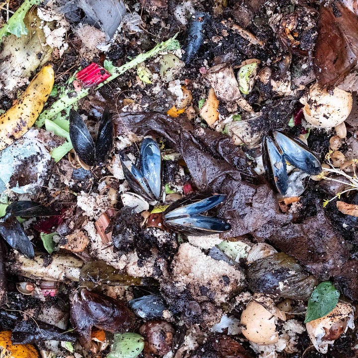 Diptych: Mussel shells on wet compost next to a pile of dried leaves and shredded paper.