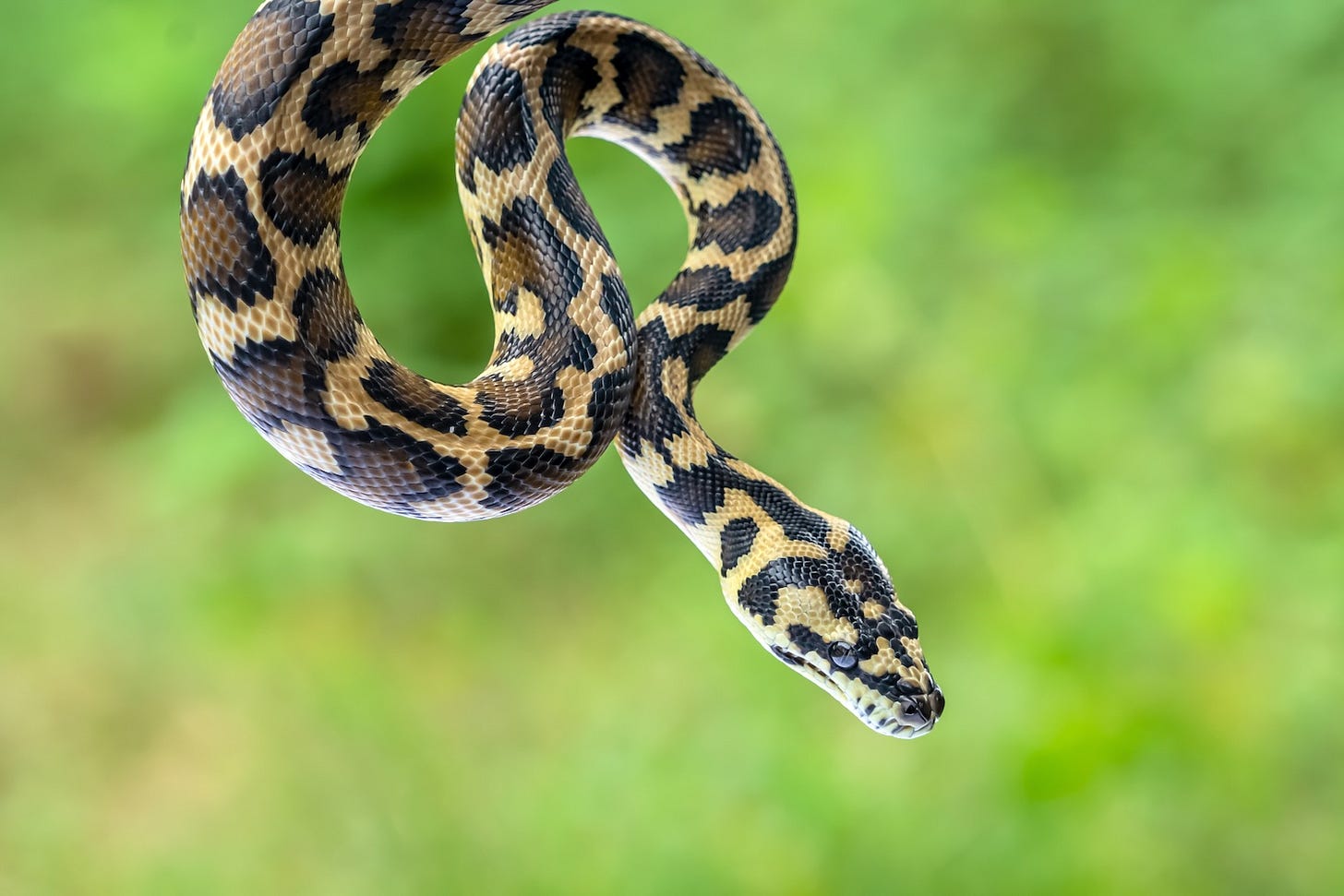 Image: Muhammad Otib / shutterstock.com