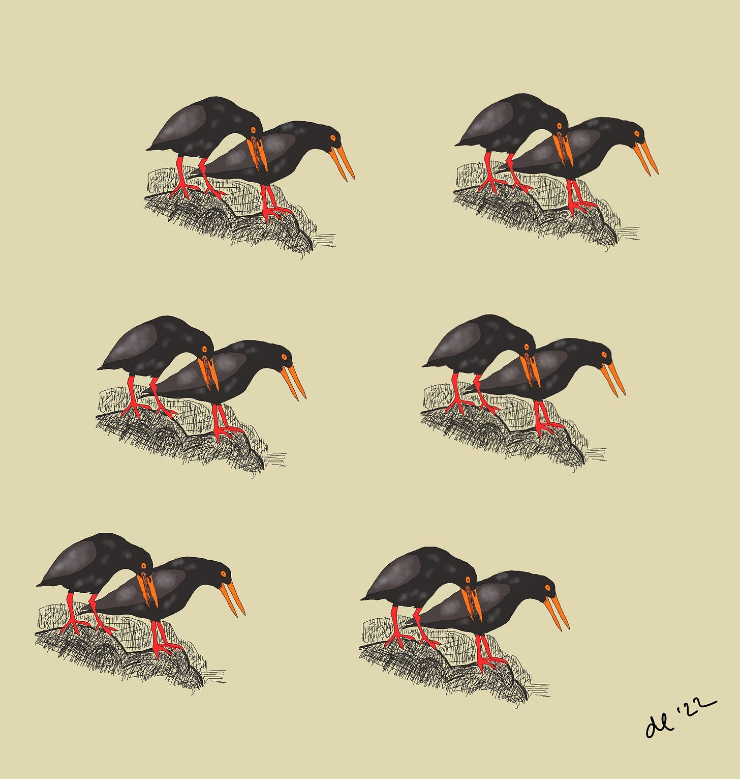 an illustration by the author of 6 identical pairs of oystercatchers standing on a rock an illustration by the author of 6 identical pairs of oystercatchers standing on a rock