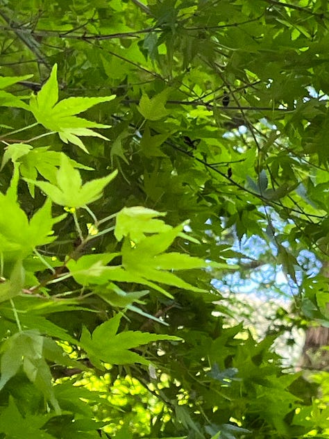 Oeyama village pictures