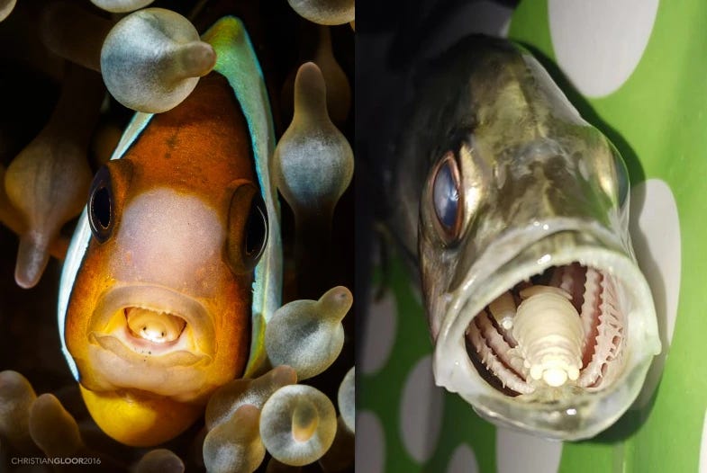 Two fish with open mouths (on the left, a clown fish). In the mouth of each, instead of a tongue, a parasite is visible.
