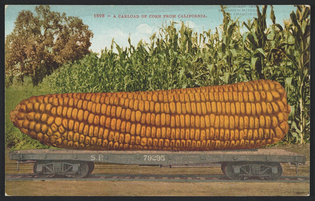 A vintage postcard depicting a supersized cob of corn on a railroad car in front of a field of corn.
