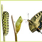 The Two Dynamics of Change