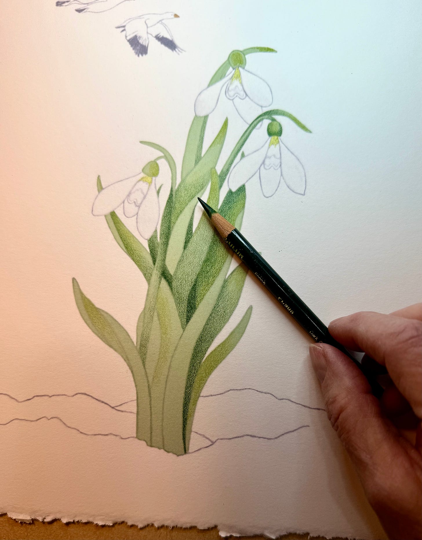 Snowdrops, pencil drawing in progress by JPC