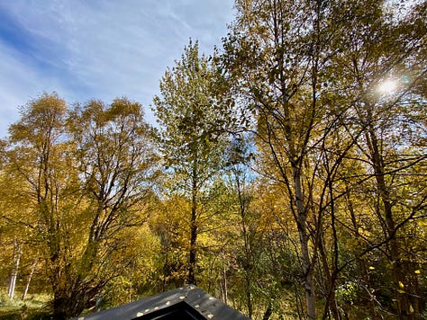 Birches turning golden against a blue sky