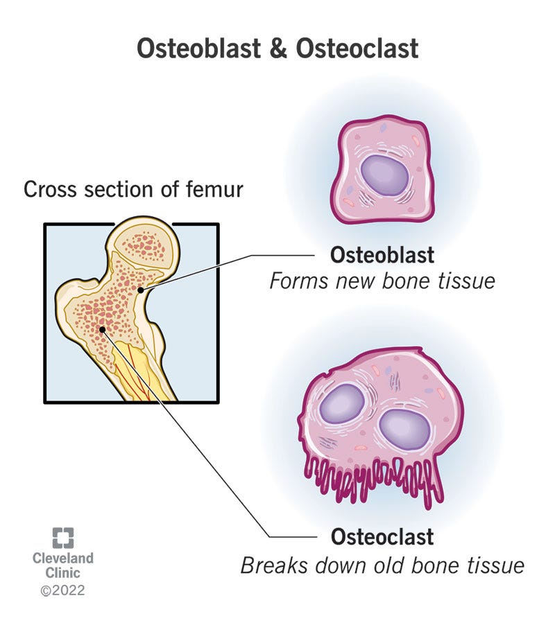 Illustrations of an osteoblast and osteoclast in a femur (thigh bone). Illustrations of an osteoblast and osteoclast in a femur (thigh bone).
