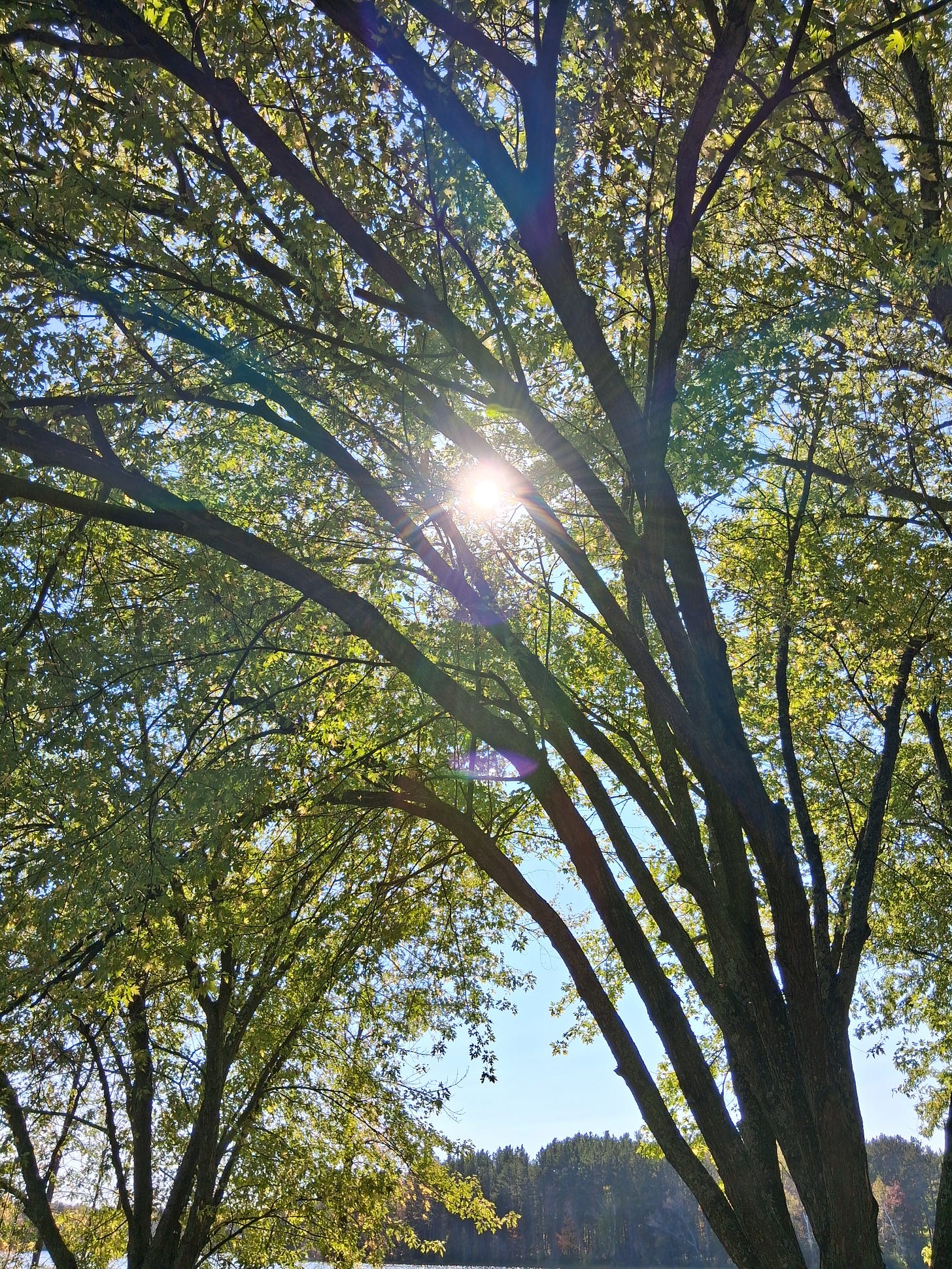 Sun shining through green tree limbs