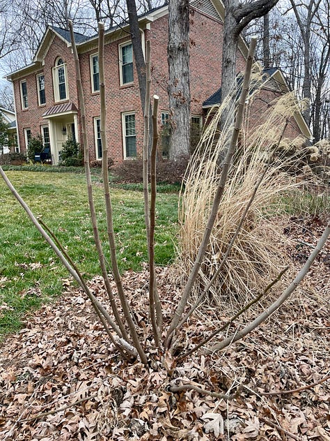 winter pruning dormant shrubs and trees