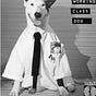Working Class Dog's avatar