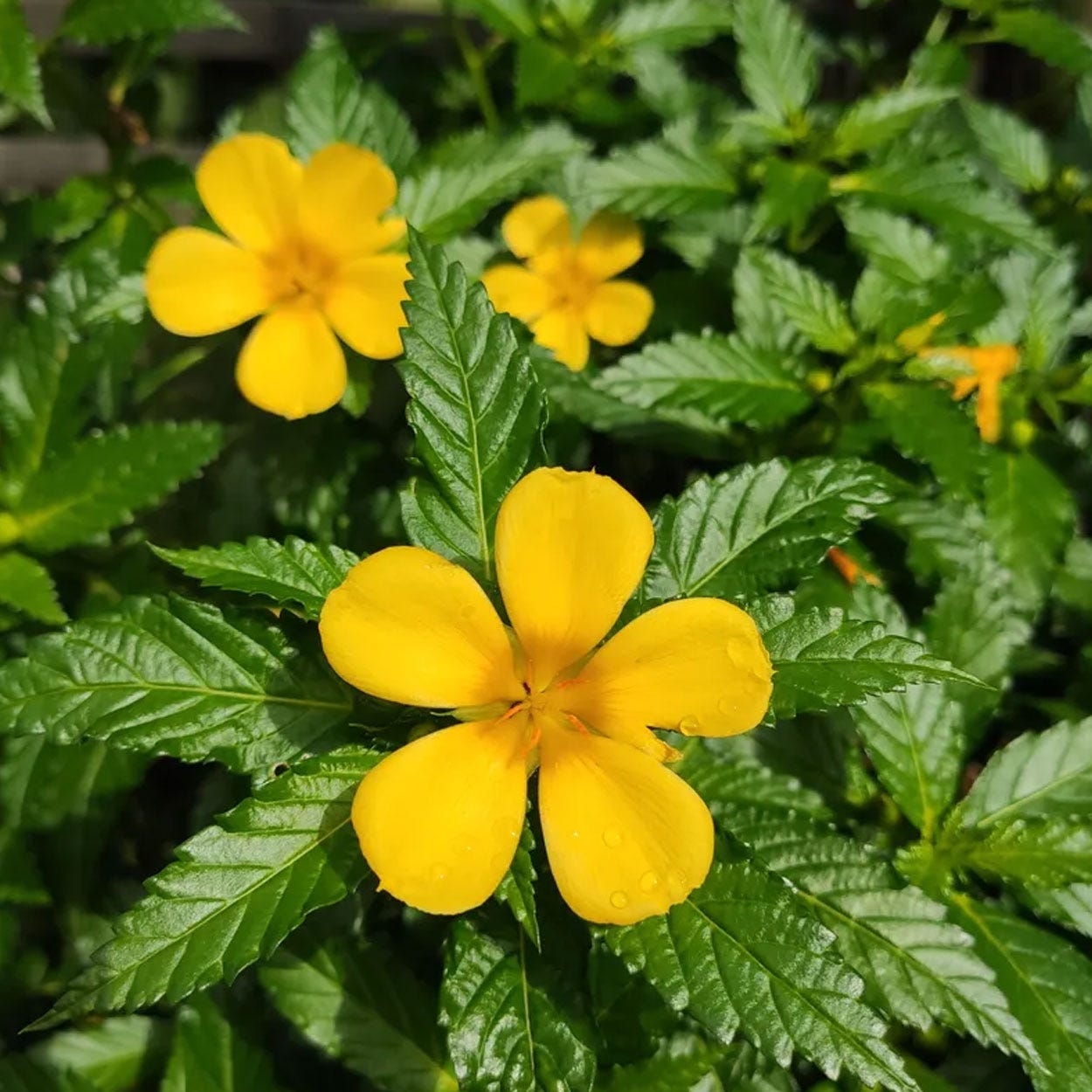 DAMIANA – Vivero El Encanto