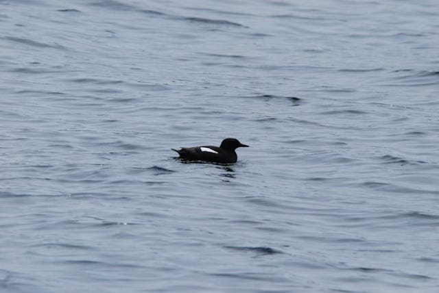 Pigeon Guillemot: a black bird with a white wing patch floating on the water.