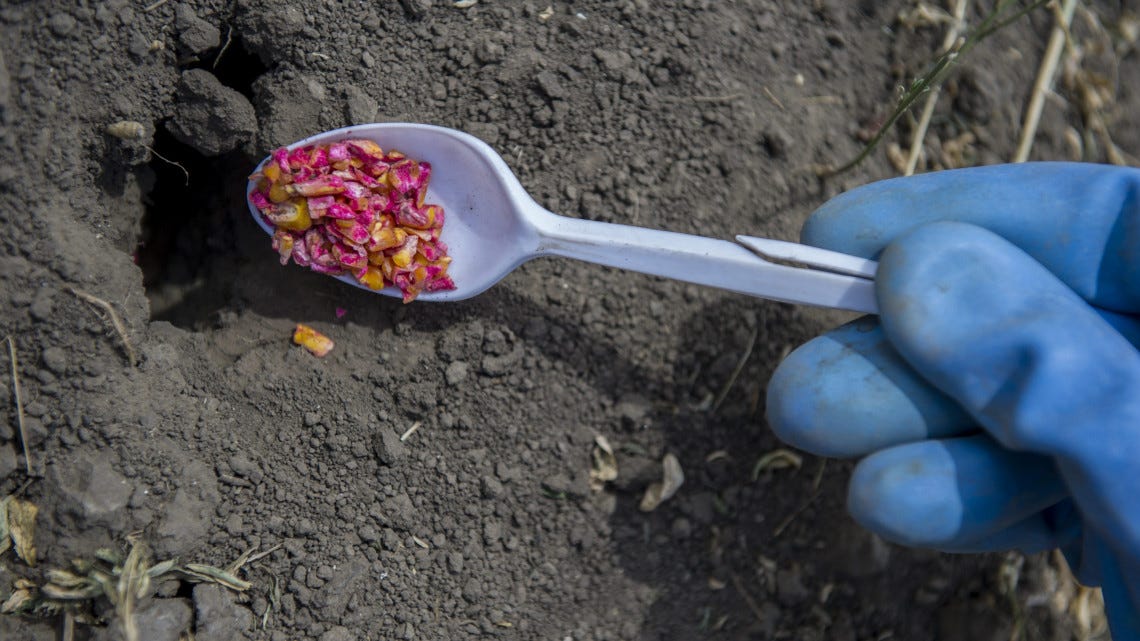 Támadnak a pockok, veszélyes anyaggal tudják csak irtani őket - Infostart.hu Támadnak a pockok, veszélyes anyaggal tudják csak irtani őket - Infostart.hu