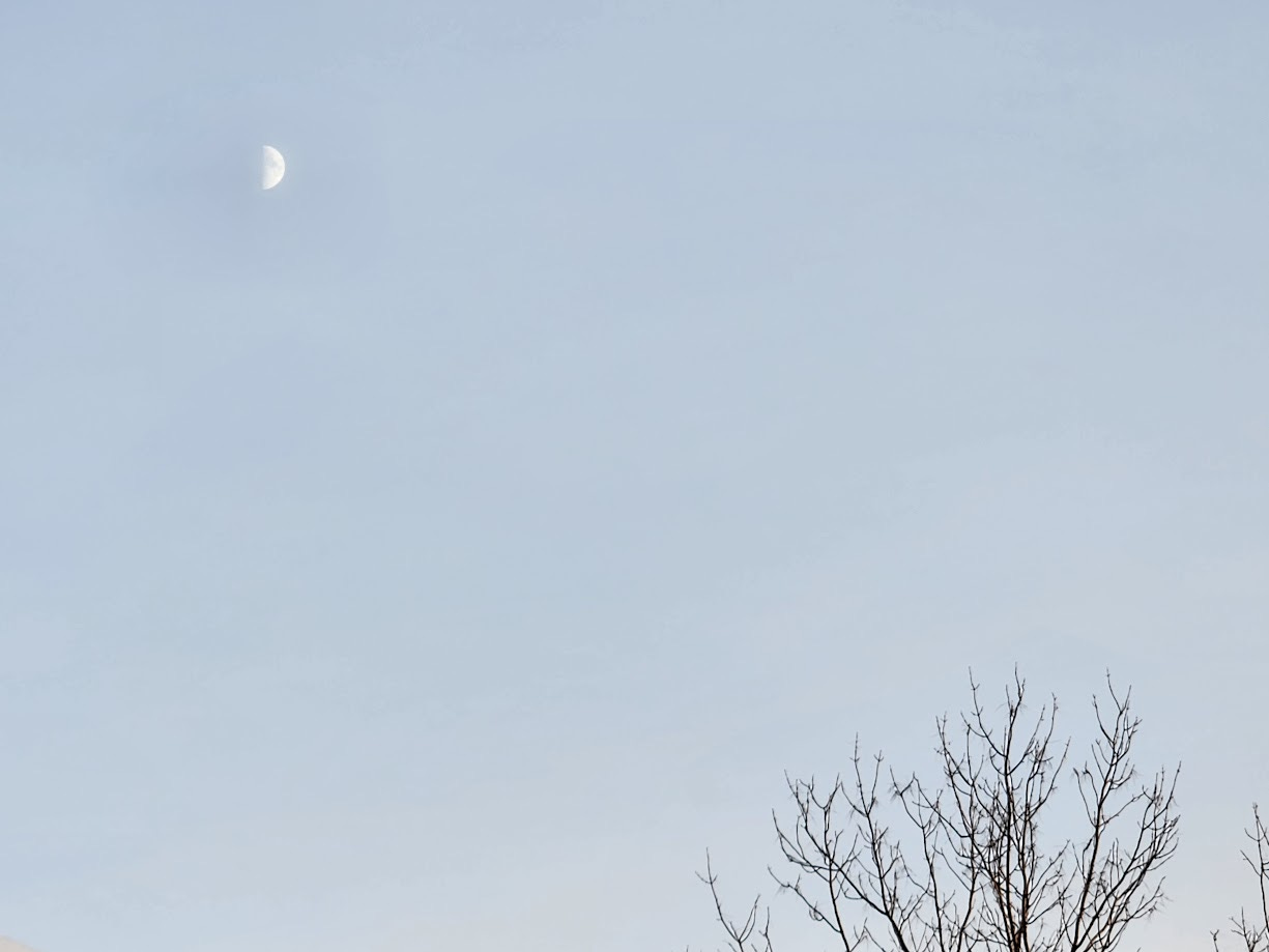 Picture of a quarter moon above a tree.