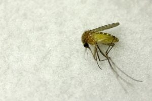 GettyImages-1592744726 mosquito