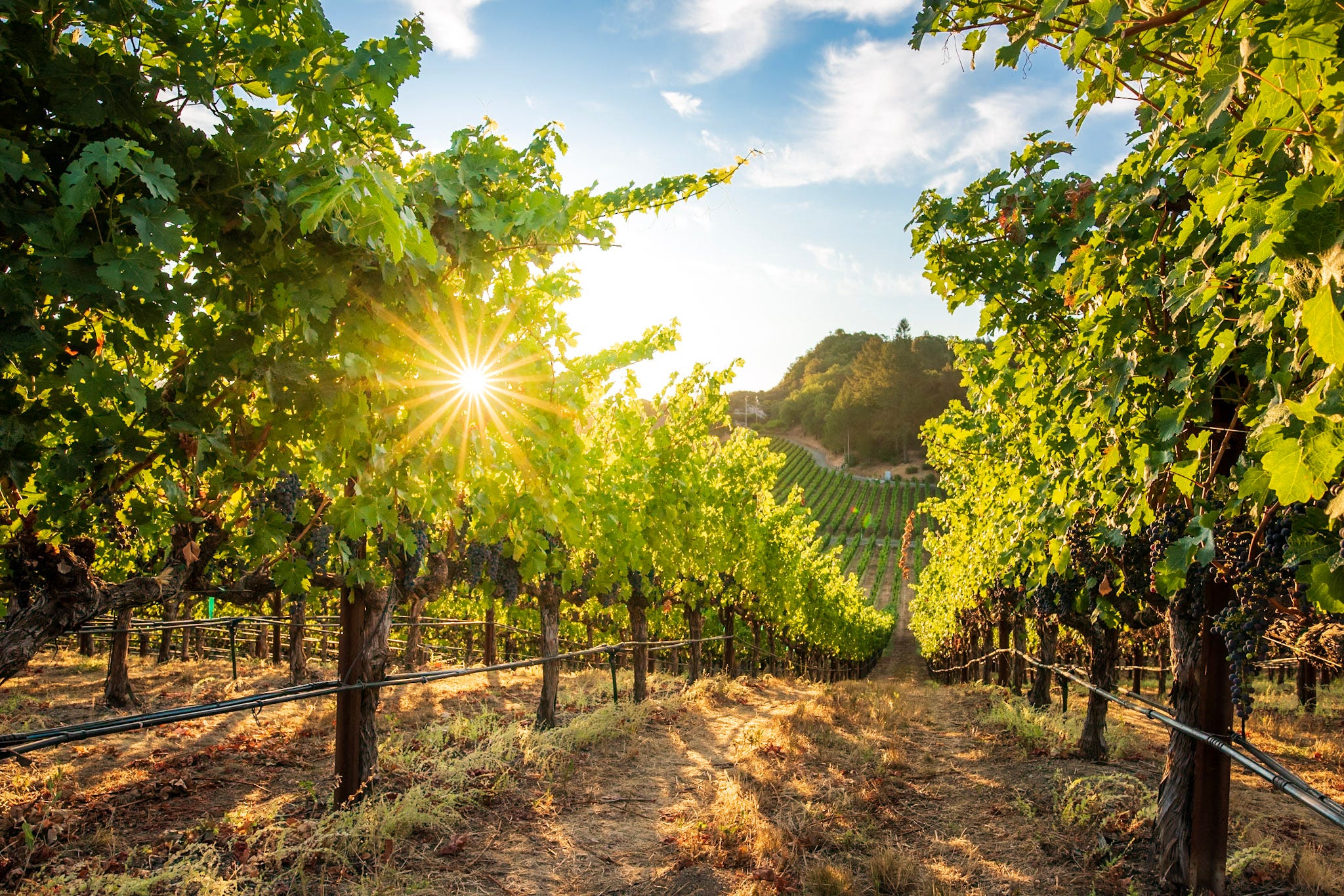 The Napa Valley Weekender - Napa Valley Features
