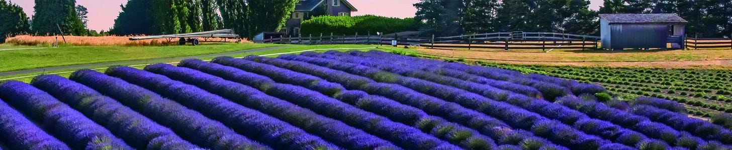 A field of lavender plants in bloom Opens in new window